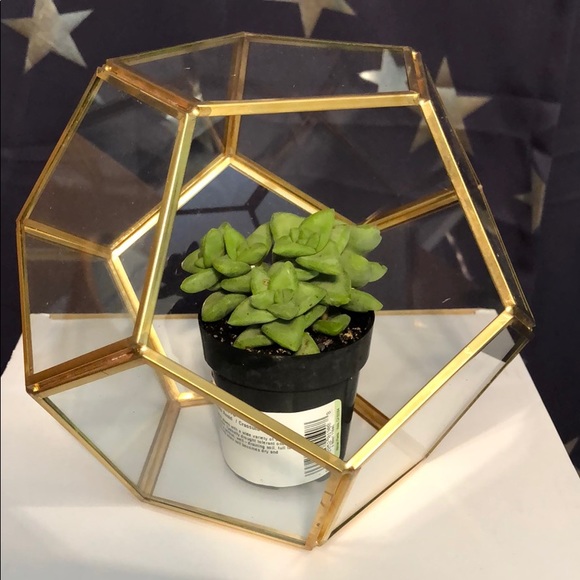 Glass and gold Terrarium - Picture 3 of 4